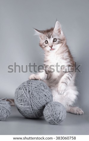 Maine Coon kitten on background