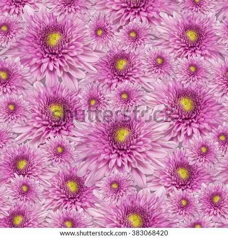seamless pattern pink yellow  chrysanthemum flower background