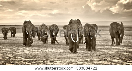 herd of elephants walking group on the African savannah at photographer