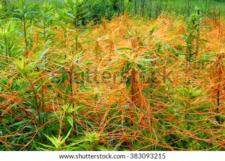 Dodder (Genus Cuscuta) is parasitic and totally dependent on other host plants for survival