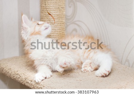 Red kitten maine coon on a table. Domestic long-haired cat. Thoroughbred, purebred, pedigreed, highbred cat. Polydactyly, polydactylism