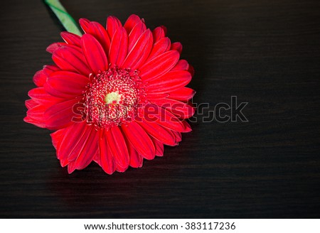 Red gerbera flower, cup of coffee and notebook on the wooden desk