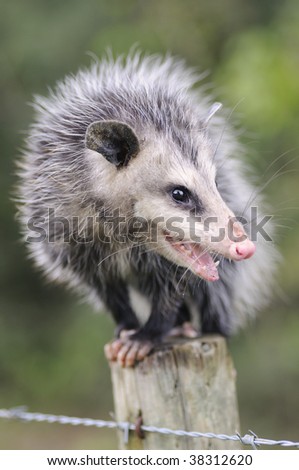 Common Opossum (Didelphis marsupialis) sitting on a fence post