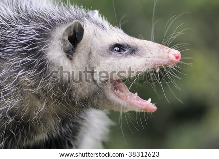 Common Opossum (Didelphis marsupialis) warning an intruder