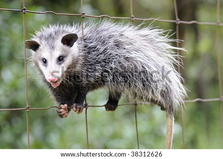 Common Opossum (Didelphis marsupialis) climbing a fence