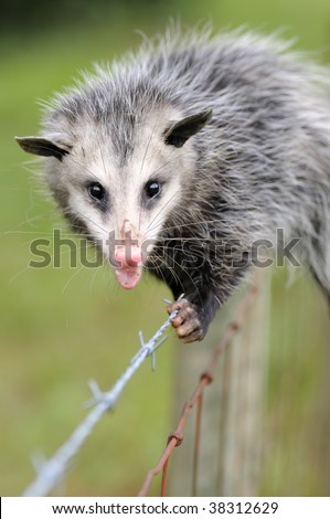 Common Opossum (Didelphis marsupialis) holding on to a barbed-wire fence