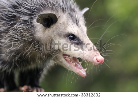Common Opossum (Didelphis marsupialis) warning away a predator