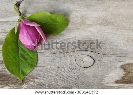 Spring floral background with magnolia flower on a wooden plank. Pink magnolia blossom on a wooden background.