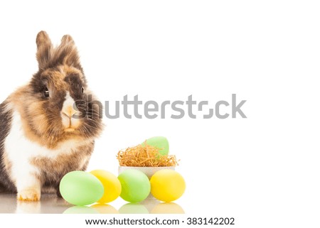 Photo of fluffy easter rabbit
