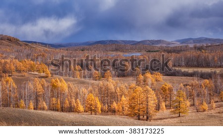 Orange and yellow larch forest in autumn at mountain background, Dramatic sky panorama, bright colors of autumn in Bashkiria in Russia, touristic place for photographers