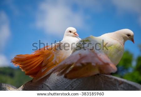 Two multi-colored pigeon