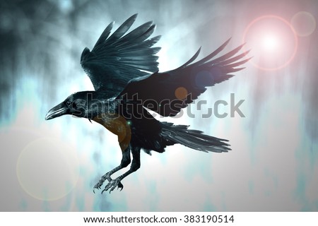Bird - flying Common Raven (Corvus corax)