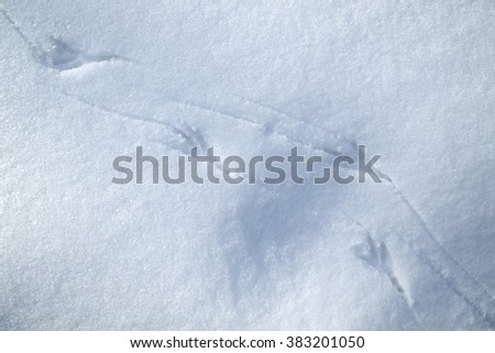 Bird trails on winter  snow texture background