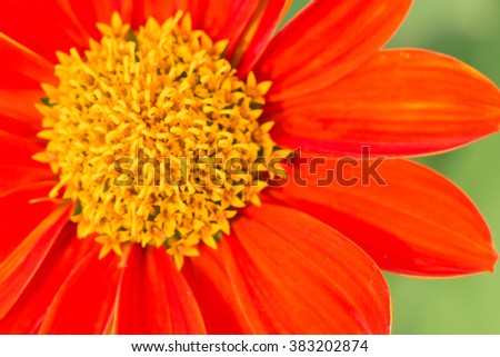 Mexican Sunflower, Tithonia, Bolivian Sunflower, Marigold Tree in garden