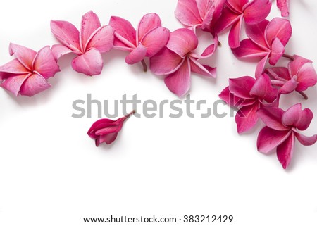 Group of Pink Frangipani isolated on White Royalty-Free Stock Photo #383212429