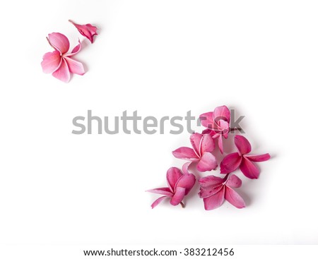 Group of Pink Frangipani isolated on White Royalty-Free Stock Photo #383212456