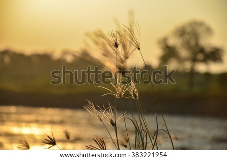 Grass with evening sunlight. out of focus image.