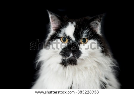 Black and white cat Royalty-Free Stock Photo #383228938