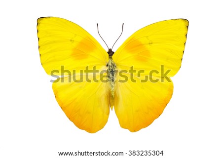 Beautiful bright yellow butterfly with huge wings isolated on white. Phoebis philea.