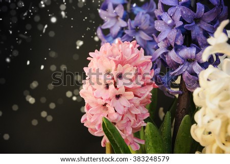 Fresh flowers hyacinths . Spring concept.