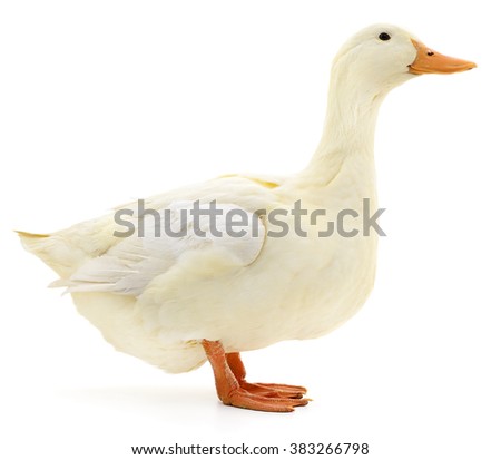 One white duck isolated on white background.