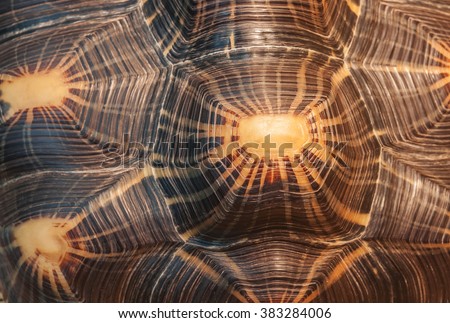shell turtle as a texture