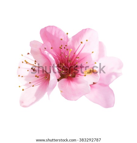 Almond pink flowers isolated on white background. Macro, closeup shot Royalty-Free Stock Photo #383292787