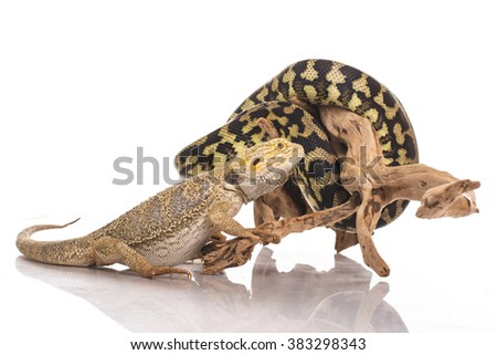 Pretty cool lizard and cute snake python in friendly embraces on a white background photo Super for sale and advertising