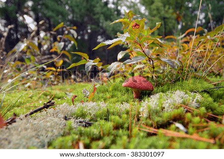 Picture of a mushrooms in the grass 