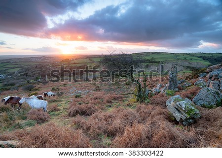 Moorland ponies grazing on Caradon Hill near Minions on Bodmin Moor in Cornwall