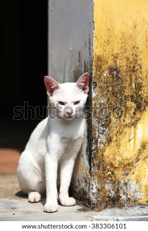 Stray white cat