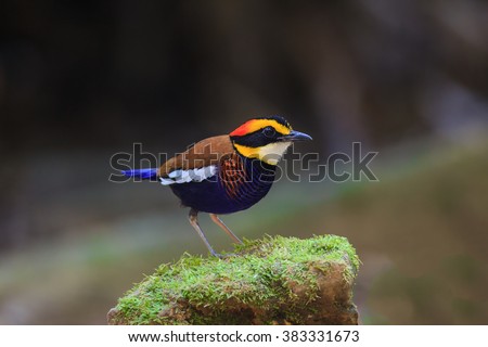 Beautiful Bird. Female Banded Pitta ,Malayan Banded Pitta (Pitta guajana)