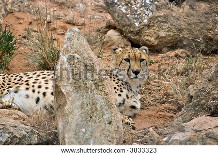 a cheetah lays amongst the rocks and watches