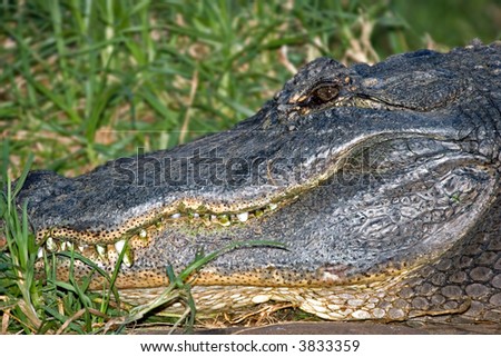 an alligator with green algae on its teeth hides in the grass