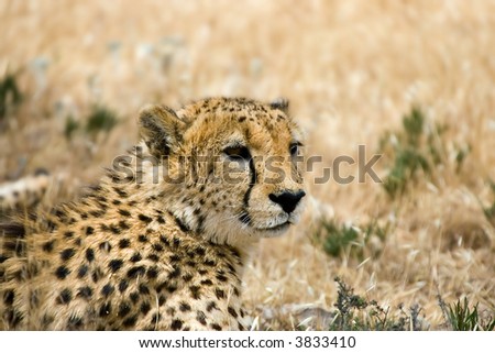 cheetah laying down and looking around