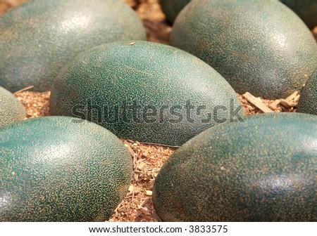 a pile of green emu eggs