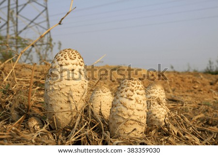 Wild mushrooms in the fields, closeup of photo