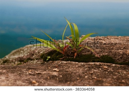 new small green leave plant germinate between rock with park and blue sky background