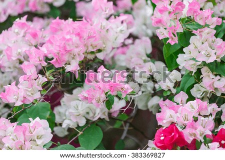 Colorful Bougainvillea flowers in nature background