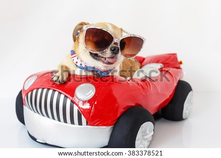 Cute chihuahua dog wearing sunglasses sits on a red car with a white background.