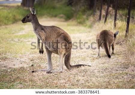 Two Red kangaroos (Macropus rufus)  the largest of all kangaroos, the largest terrestrial mammal native to Australia grazing in a grassy paddock  on  a cloudy morning  in autumn.