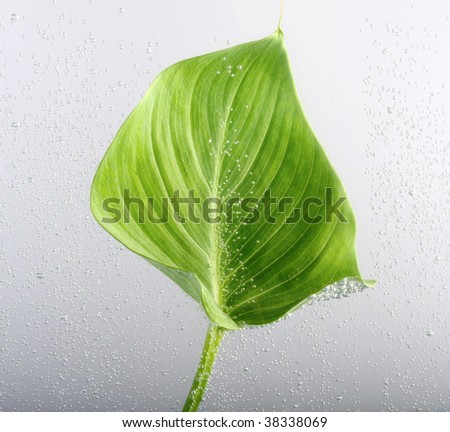 green leaf with water bubbles