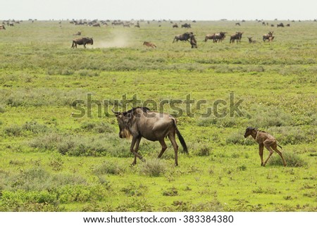 During the Great Migration in South Serengeti, a wildebeest gives birth to a new member of herd. Those pictures form a series of pictures that show the moment when the new calf was born.