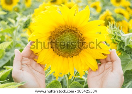 Beautiful sunflower plant on hand, stock photo