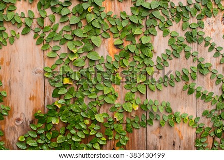 plant background wall wood green vintage leaf fresh garden nature 