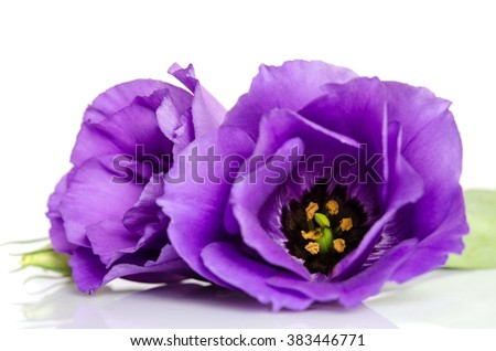 Beautiful violet eustoma flowers isolated on white background