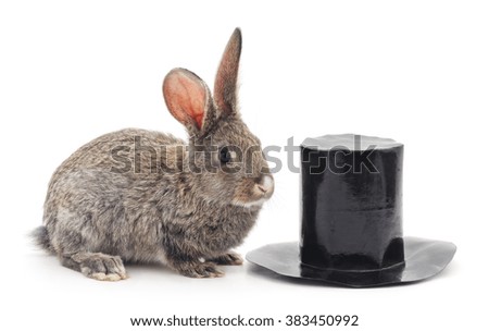 Brown rabbit and cylinder isolated on a white background.