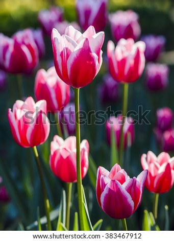 Beautiful tulip flower in the garden.