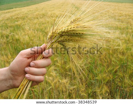 a farmer gleaning golden ears