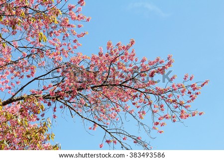Background image of wild Himalayan Cherry , Sakura , Cherry Blossoms grows in the mountains and creates fabulous pink blossoms each winter at Northern Thailand on blue sky  background.